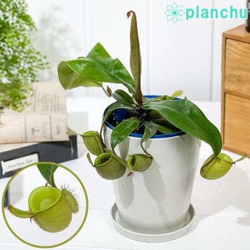 PLANCHU 食虫植物 ネペンテス アンプラリア 無地タイプ 4号鉢 受け皿付き 育て方説明書付き Nepenthes ampullaria ウツボカズラ