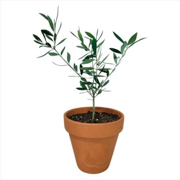 0 オリーブ素焼鉢植え　 T-R50-OLIVE2  内祝 内祝い お祝 御祝 記念品 出産内祝い プレゼント 快気祝い 粗供養 引出物