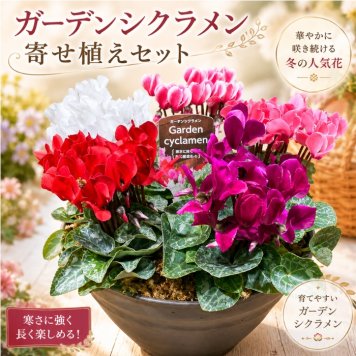 ガーデンシクラメン ミニシクラメン苗 寄せ植え 5ポット シクラメン、ガーデンシクラメン シクラメン 送料無料 赤 紫 ガーデン シクラメン ギフト 花 誕生日プレゼント 誕生日 女友達 宅配 長持ち プレゼント