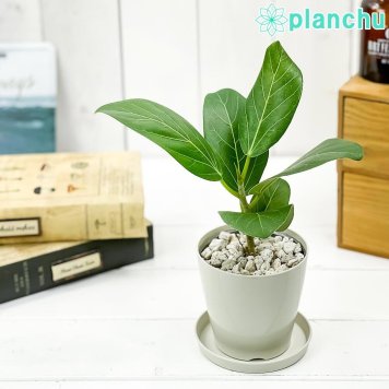 PLANCHU 観葉植物 フィカス ベンガレンシス 3.5号鉢 受け皿付き 育て方説明書付き  Ficus benghalensis ベンガルボダイジュ ゴムノキ