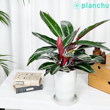 PLANCHU 観葉植物 ストロマンテ トリオスター 6号鉢 受け皿付き Stromanthe sanguinea ‘Triostar’ マルチカラー カラテア ウラベニショウ