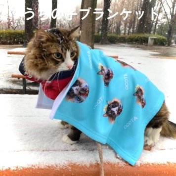 うちの子の写真でブランケット