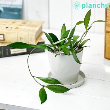 PLANCHU 観葉植物 ホヤ デビットクミンギー 3.5号鉢 受け皿付き 育て方説明書付き Hoya davidcummingii サクララン 桜蘭