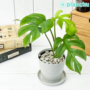 PLANCHU 観葉植物 ヒメモンステラ 3.5号鉢 受け皿付き 育て方説明書付き Rhaphidophora tetrasperma ラフィドフォラ テトラスペルマ モンステラ アロイド