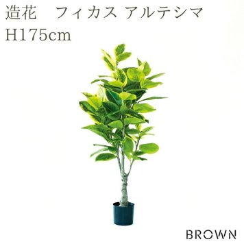 観葉植物 造花 フィカス アルテシマ BROWN 全高約175cm 大型 斑入り フェイクグリーン 高級 本物そっくり リアル おしゃれ インテリア 人工観葉植物 アーティフィシャルグリーン オフィス 店舗 ホテル 開店祝い 室内 リビング 玄関 風水 ゴムの木 アルテシーマ
