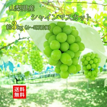 【予約商品 9月初旬出荷】シャインマスカット 山梨県産 朝採れ お中元 ギフト 3kg 4～5房 大粒 ぶどう 糖度18以上 クール便無料 送料無料