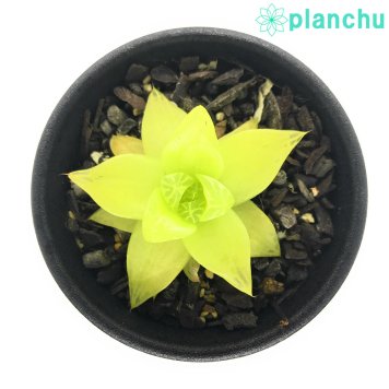 PLANCHU 多肉植物 ハオルチア シンビフォルミス キサンタゴールド 2.5号鉢 Haworthia cymbiformis ‘XanthaGold’