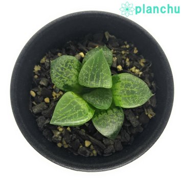 PLANCHU 多肉植物 ハオルチア 流線コンプト 2.5号鉢 Haworthia