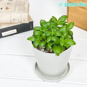 PLANCHU ハーブ苗 スイートバジル 4号鉢 受け皿付き 育て方説明書付き Ocimum basilicum フレッシュハーブ コンパニオンプランツ ベランダ菜園 家庭菜園