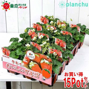野菜苗 イチゴ苗 東京おひさまベリー 4号ポット 15ポットセット 果物 果菜苗 いちご苗 いちご イチゴ ケース売り