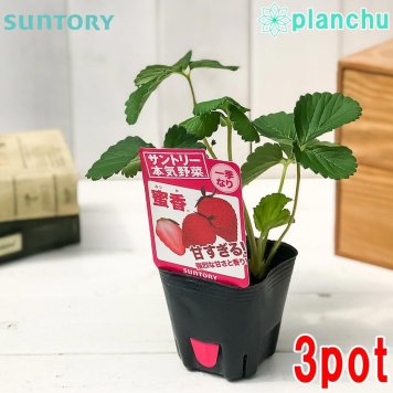 野菜苗 サントリー 本気野菜 イチゴ苗 蜜香 3号ポット 3ポットセット 果物 果菜苗 いちご苗 いちご
