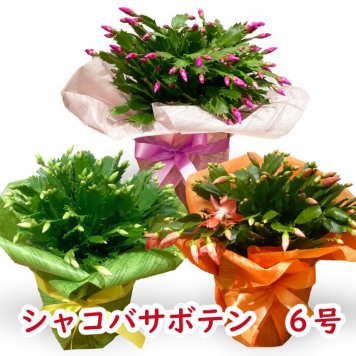 シャコバサボテン 6号鉢  デンマークカクタス 6寸鉢 選べる3色 鉢植え Schlumbergera フラワーギフト シャコバサボテン サボテン