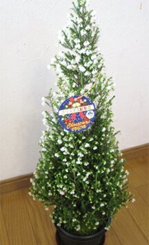 クリスマス絵梨花（５号鉢）