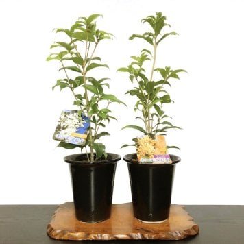 金木犀 銀木犀 樹齢5年 黒吹きエビネ鉢植え 送料無料 育て方ガイド付 日時指定可 大人気ギフト 癒し 植物 花が咲く 出産祝い 風水開運 盆栽 室内 初心者 引越し祝い 癒し 植物 父親 誕生日 プレゼント