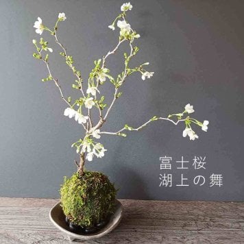桜・・・そう聞くだけで心和む景色を貴方のもとへ【富士桜（湖上の舞）の苔玉・三つ足灰器セット】