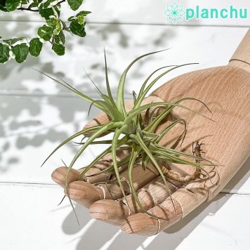 PLANCHU エアプランツ ティランジア ベルゲリ ハイブリッド Mサイズ 1株 W12×H12cm前後 育て方説明書付き Tillandsia bergeri hyb. エアープランツ チランジア