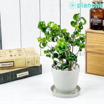 PLANCHU 観葉植物 フィカス ベンジャミン バロック 3.5号鉢 受け皿付き 育て方説明書付き PVP Ficus benjamina ‘Barok’ 幸運を呼ぶ木 ゴムノキ