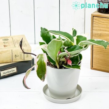 PLANCHU 観葉植物 ホヤ カルノーサ リップカラー 3.5号鉢 受け皿付き 育て方説明書付き Hoya carnosa ‘Lip Color’ サクララン 桜蘭