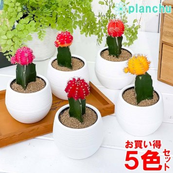 PLANCHU サボテン ギムノカリキウム ヒボタン 5色セット 3号丸鉢 受け皿付き 育て方説明書付き キャンドルサボテン カラーヘッドサボテン 緋牡丹 ひぼたん