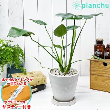 PLANCHU 観葉植物 モンステラ 5号樹脂鉢 ホワイト サスティー付き 受け皿付き 育て方説明書付き Monstera アロイド