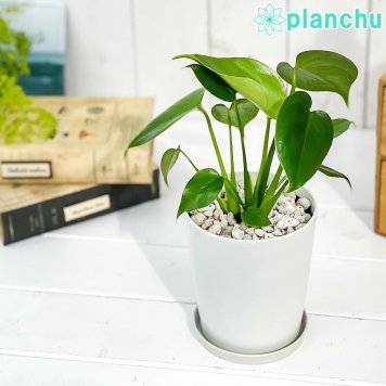 PLANCHU 観葉植物 モンステラ 4号鉢 受け皿付き 育て方説明書付き Monstera アロイド
