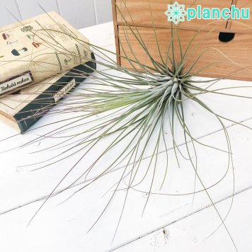 PLANCHU エアプランツ ティランジア ジュンセア Lサイズ 1株 W17×H28cm前後 育て方説明書付き Tillandsia juncea エアープランツ チランジア