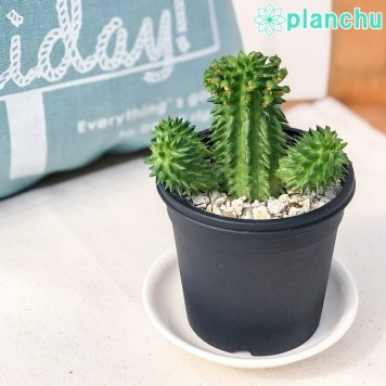 PLANCHU 多肉植物 ユーフォルビア スザンナエ 3号鉢 受け皿付き 育て方説明書付き Euphorbia suzannae 瑠璃晃 ルリコウ