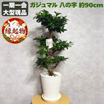 ガジュマル 観葉植物 八の字 8号鉢苗 大型 盆栽 末広がりの8の字 室内 珍しい 希少種 多幸の木 幸福をもたらす精霊が住むガジュマルの木 おしゃれなインテリア 結婚祝い 新築祝い 開店祝い 開業祝い 誕生日 母の日 父の日 記念日 プレゼントギフト 肥料別売り 敬老の日