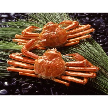 ボイルずわいがに姿 2杯セット (6799-100) [お中元][お歳暮] ※送料無料(北海道・沖縄・離島への配送不可)
