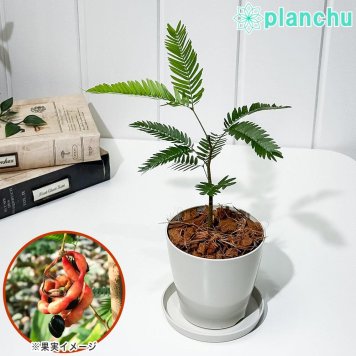 PLANCHU 観葉植物 コヨバ エバーフレッシュ 3.5号鉢 受け皿付き 育て方説明書付き Cojoba arborea var. angustifolia アカサヤネムノキ