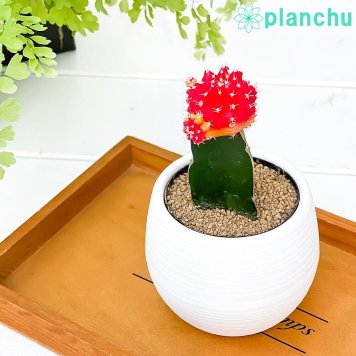 PLANCHU サボテン ギムノカリキウム ヒボタン バイカラー 3号丸鉢 受け皿付き 育て方説明書付き キャンドルサボテン カラーヘッドサボテン 緋牡丹 丹頂