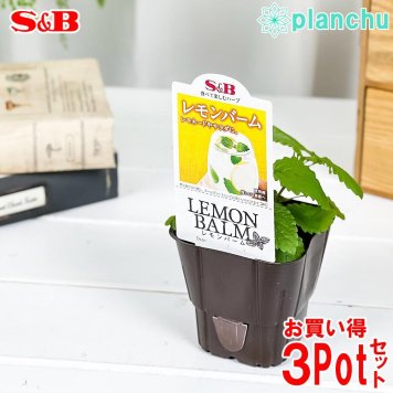 ハーブ苗 S&B レモンバーム 3号ポット 3ポットセット エスビー食品 フレッシュハーブ コンパニオンプランツ ベランダ菜園 家庭菜園