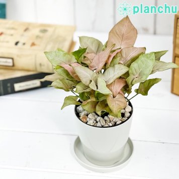 PLANCHU 観葉植物 シンゴニウム ミニマ ピンク 3.5号鉢 受け皿付き 育て方説明書付き Syngonium podophyllum cv. アロイド
