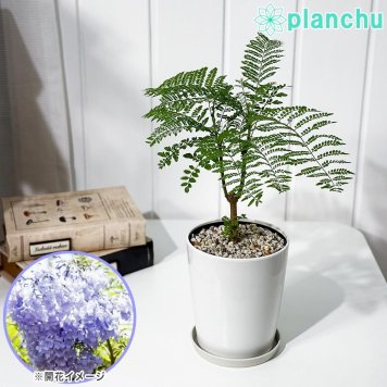 PLANCHU 熱帯花木 ジャカランダ ミモシフォリア 4号鉢 受け皿付き 育て方説明書付き Jacaranda mimosifolia 紫雲木 世界三大花木