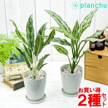 観葉植物 アグラオネマ グリーンコンパクタ ＆ ホワイトステム 2種セット 4号鉢 受け皿付き 育て方説明書付き Aglaonema 幸せを招くタイの宝石
