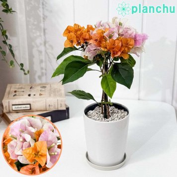 PLANCHU 熱帯花木 ブーゲンビレア オレンジパフェ ブーケ仕立て 4号鉢 受け皿付き 育て方説明書付き PVP Bougainvillea cv. 鉢花 観葉植物