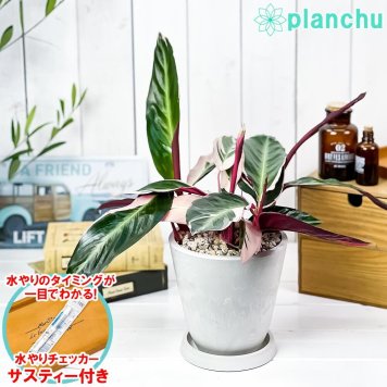 PLANCHU 観葉植物 ストロマンテ トリオスター 5号樹脂鉢 ホワイト サスティー付き 受け皿付き 育て方説明書付き カラテア ウラベニショウ