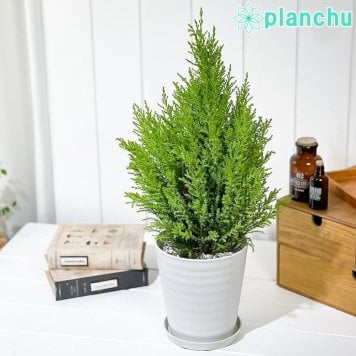 PLANCHU コニファー ゴールドクレスト ウィルマ 5号鉢 受け皿付き 育て方説明書付き Cupressus macrocarpa ‘Wilma’ 庭木 クリスマスツリー