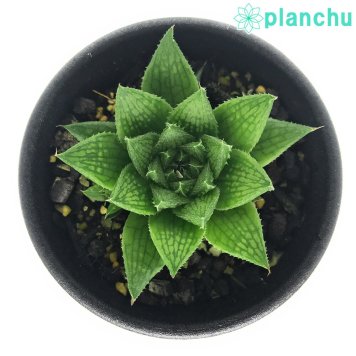 PLANCHU 多肉植物 ハオルチア マルミアーナ var. マルミアーナ JDV93/11 S.Sterkstroom 2.5号鉢 Haworthia marumiana var. marumiana