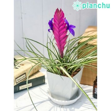 PLANCHU 観葉植物 ワリシア キアネア 斑入り 4号鉢 受け皿付き 1株 育て方説明書付き Wallisia cyanea ‘Variegata’ ハナアナナス ブロメリア ティランジア チランジア
