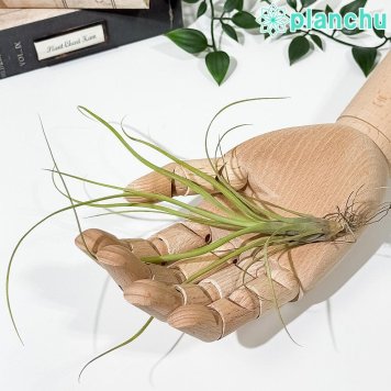 PLANCHU メール便発送 エアプランツ ティランジア バルビシアーナ Sサイズ 1株 W10×H15cm前後 育て方説明書付き Tillandsia balbisiana エアープランツ チランジア