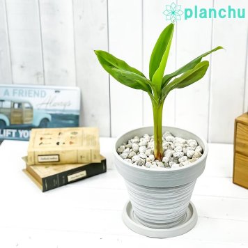 PLANCHU 熱帯果樹 ムサ モンキーバナナ 7号樹脂鉢 カーヴホワイト 受け皿付き 育て方説明書付き Musa acuminata ‘Senorita’ セニョリータバナナ 果樹苗 観葉植物