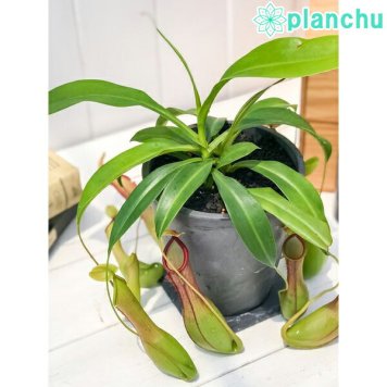 PLANCHU 食虫植物 ネペンテス アラタ アオ 4号樹脂鉢 受け皿付き 育て方説明書付き Nepenthes alata アラータ ウツボカズラ
