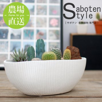 【サボテン 多肉植物 5種類 寄せ植え/舟形ＰＯＴ Ｍ】【農場直送】寄せ植え アレンジ ミニサボテン インテリア 観葉植物