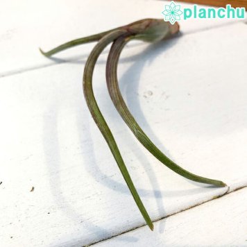 PLANCHU エアプランツ ティランジア プセウドベイレイ Sサイズ 1株 W10×H8cm前後 育て方説明書付き Tillandsia pseudobaileyi エアープランツ チランジア