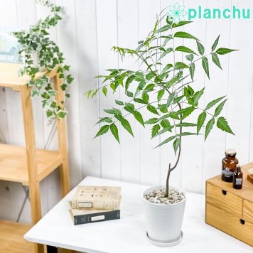 PLANCHU 観葉植物 ミラクルニーム 5号鉢 受け皿付き 育て方説明書付き Azadirachta indica 神秘の樹木 虫除け植物