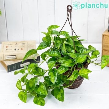 PLANCHU 観葉植物 ポトス グローバルグリーン 5号吊り鉢 育て方説明書付き PVP Epipremnum aureum ‘Global Green’ エピプレムナム アロイド