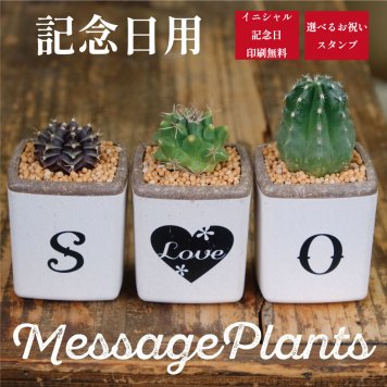 記念日に　ミニキューブ　サボテン３個セット
