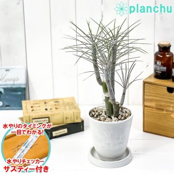 PLANCHU 多肉植物 モンキーツリー 4号樹脂鉢 ホワイト サスティー付き 受け皿付き 育て方説明書付き Senecio kleinia neriifolia セネシオ クレイニア 天竜 多肉植物