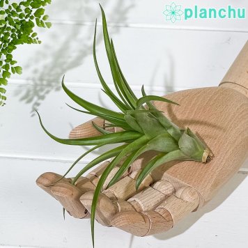 PLANCHU エアプランツ ティランジア カピタータ Mサイズ 1株 W10×H7cm前後 育て方説明書付き Tillandsia capitata エアープランツ チランジア